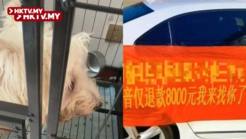 Only Refund | Buyer Rejects Return of Dog Purchased Online for 8,000 HKD
