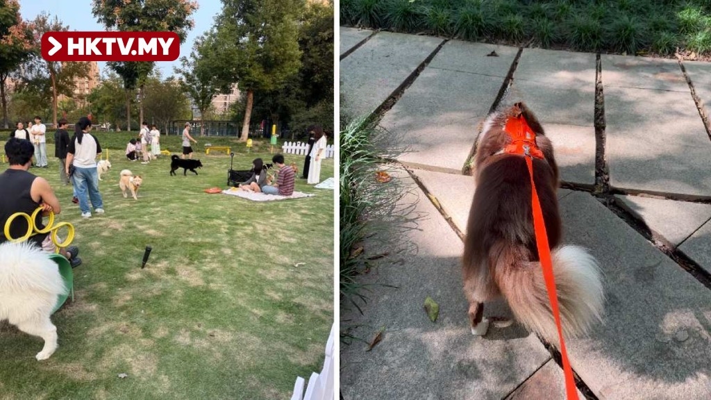 Hangzhou Dog Control Regulation Tightens 33 Years After Implementation, Drawing Public Debate