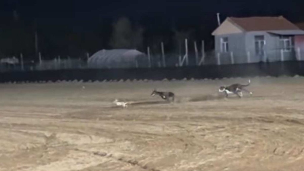 Controversy Erupts Over Henan Xinxiang’s ‘Dog Chases Rabbit’ Custom Seeking Intangible Heritage Status