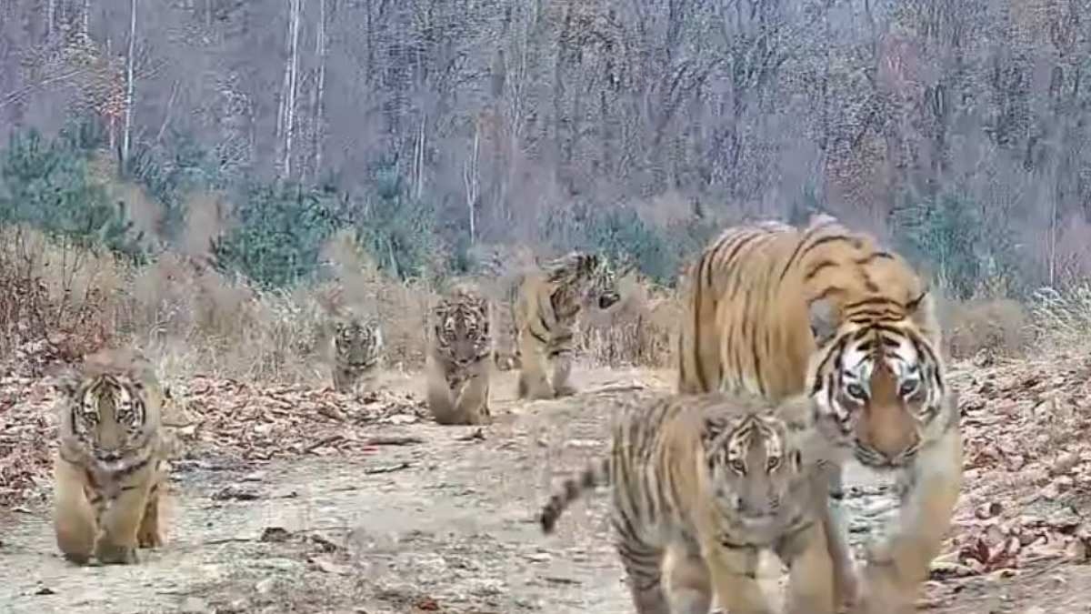 Wild Northeast Tiger in Jilin with Five Cubs, First ‘Six-Tiger Together’ Shot in China