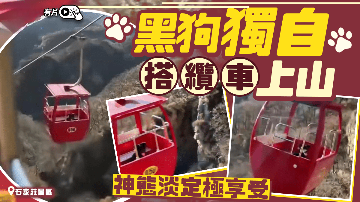 Black Dog Calmly Rides Cable Car Up Mountain at Shijiazhuang Scenic Area
