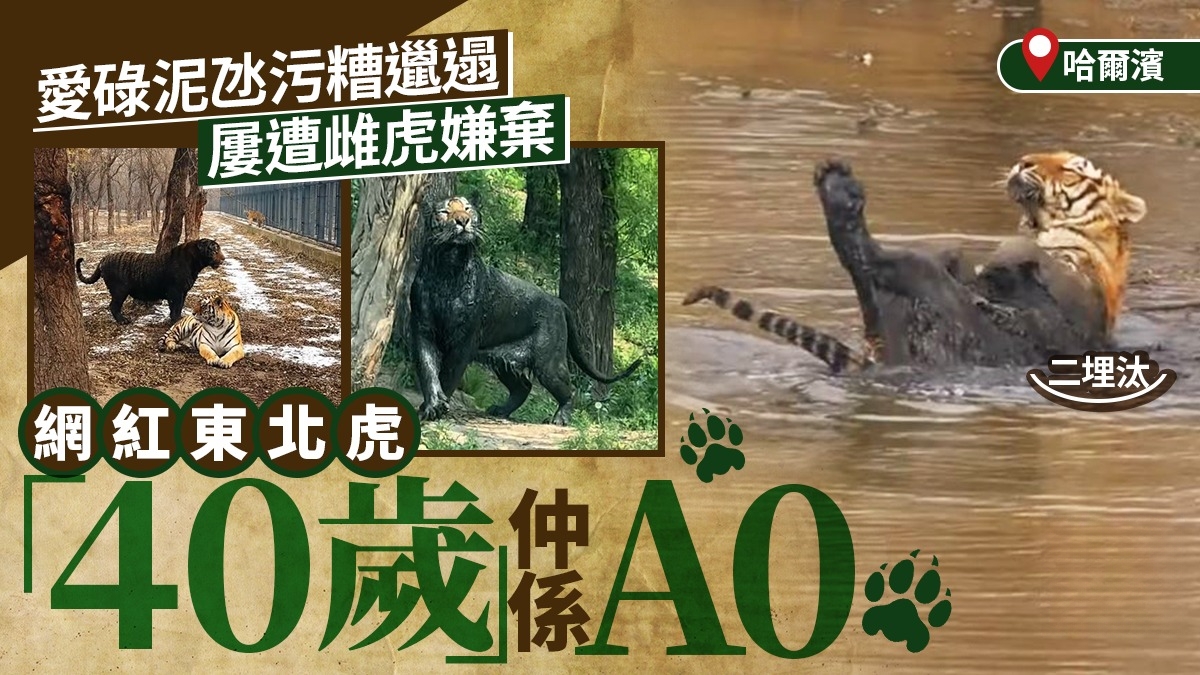 Hong Kong Viral: Tiger Face Looks Like a Dirty Black Panther, Rejected by Female Tigers