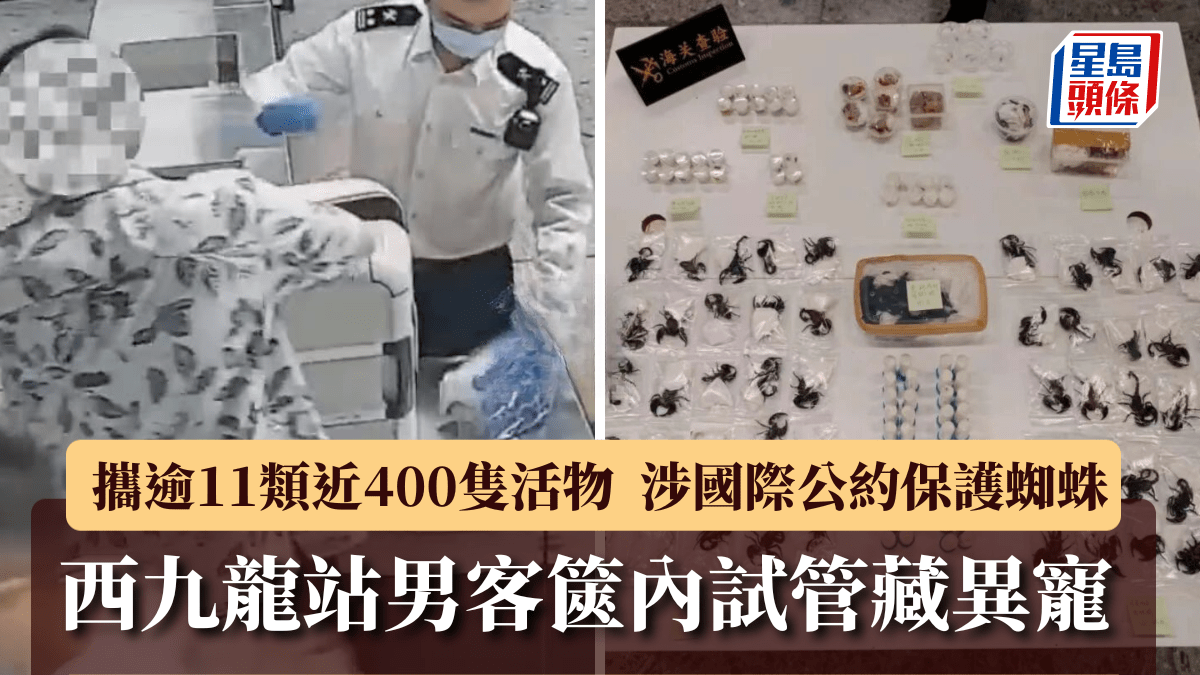 Man at West Kowloon Station with tube and nearly 400 exotic pets, including endangered spiders
